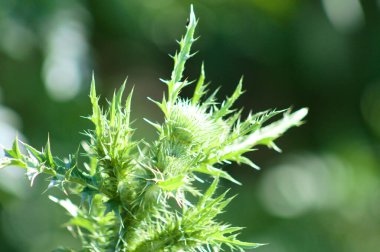 Arka planda seçici bir odak ile boğa devedikeni çiçek açmaya hazır.