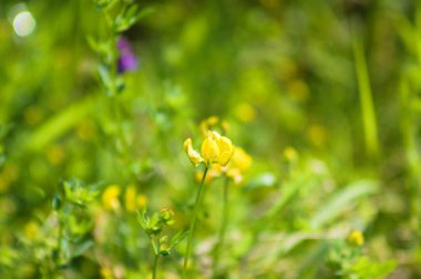 Sık rastlanan bir kuşun ayak tırabzanı seçici bir odak ile yakın plan görüntüsüdür