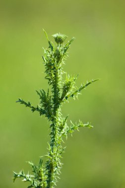 Yeşil dikenli devedikeni yakından bakmaya hazır.