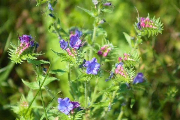 Viper Bugloss Bloom Close View Green Selective Focus Background — Stock fotografie