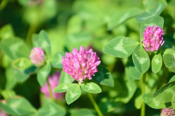 Rotklee Der Blüte Nahaufnahme Mit Grünen Blättern Selektiver Fokus Hintergrund — Stockfoto