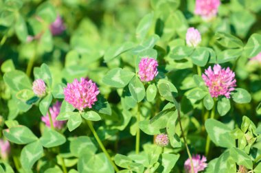 Multiple red clover in bloom close-up with selective focus