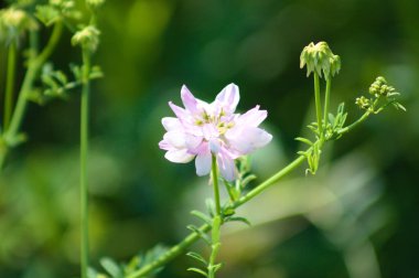 Common crownvetch in bloom close-up with green leaves selective focus in background