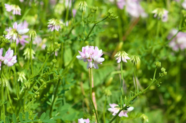 Çok sayıda cırcır böceği var.
