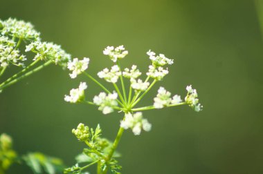Çiçek açan zehirli baldıran otu seçici odaklı yakın plan görüntüsü