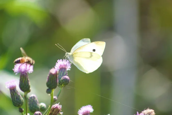 Papillon Blanc Sur Chardon Rampant Sur Fleur Vue Rapprochée — Photo