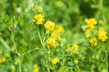 Orak tıbbı ön plana odaklı olarak yakın plan görüntüsünde çiçek açar