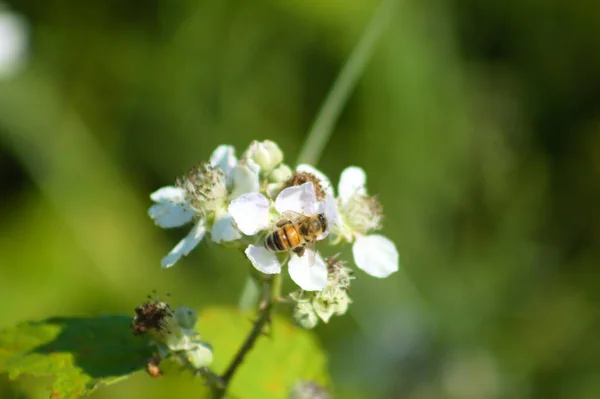 Himalaya Brombeere Voller Blüte Mit Einer Biene Nahaufnahme — Stockfoto