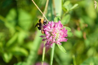 Çiçek açan kırmızı yonca üzerinde arı ön plana odaklanmış yakın plan görüntüsü