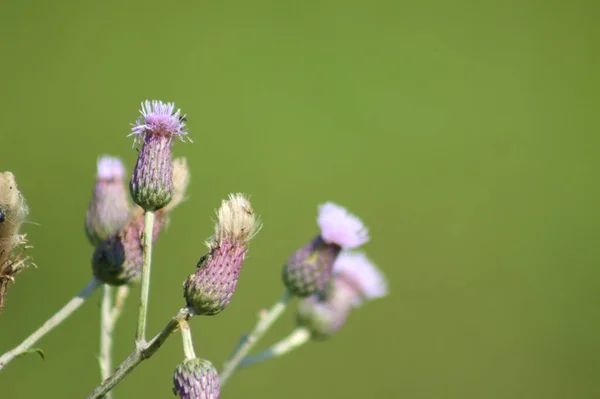 Kriechende Distel Voller Blüte Nahaufnahme Mit Grünem Hintergrund — Stockfoto