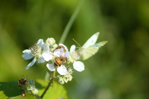 Biene Auf Himalaya Brombeere Voller Blüte Aus Nächster Nähe — Stockfoto