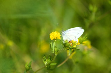 Beyaz kelebek orak sıhhiye üzerinde Çiçek yakın çekim görüntüsüyle