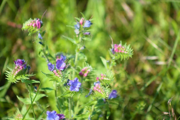 Bugloss Múltiples Víboras Flor Vista Cerca Con Enfoque Selectivo — Foto de Stock