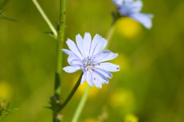 Seçici odak arkaplan ile çiçek yakın planda sık görülen hindiba rengi
