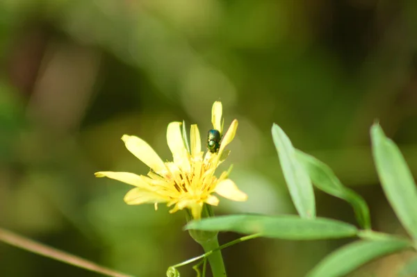 有选择性聚焦前景的花朵特写中的黄色盐渍虫 — 图库照片