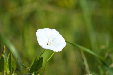 Çiçek açan alan bağdaştırıcısı seçici odaklı yakın plan görünümü