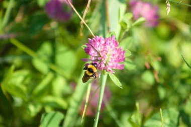 Çiçek açan kırmızı yonca üzerindeki arı seçici odaklı yakın plan görüntüsü