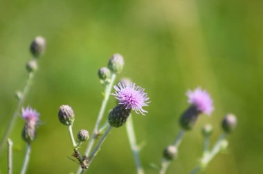 Çiçek açan devedikeni seçici bir odak ile yakın plan görüntüsü