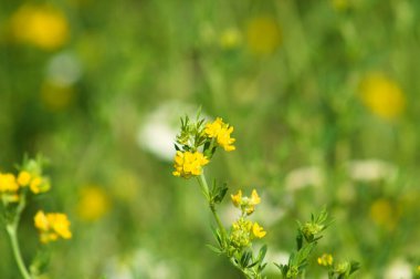 Çok yönlü orak tıbbı seçici odak ile çiçek yakın görüntüsü