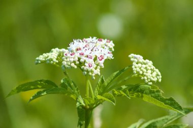 Cüce yaşlı şişkinlik ön planda seçici odak ile yakın çekim görünümü