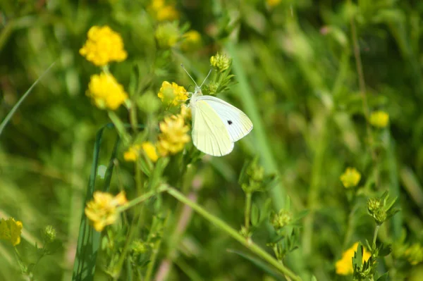 Papillon Blanc Chou Sur Faucille Medick Fleur Vue Rapprochée Avec — Photo