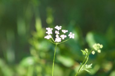 Önplanda seçici bir odak ile yakın plan çiçek görünümlü kirpi diker