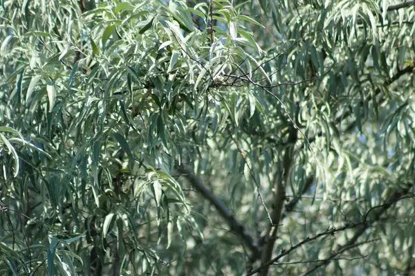 Rus zeytin ağacının yaprakları yakından görünüyor.
