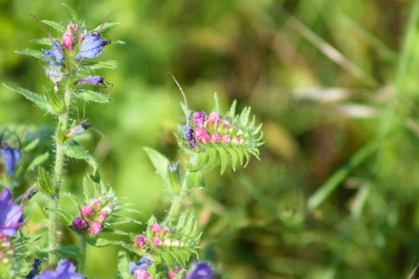 Bugloos Víbora Flor Vista Cerca Con Enfoque Selectivo — Foto de Stock