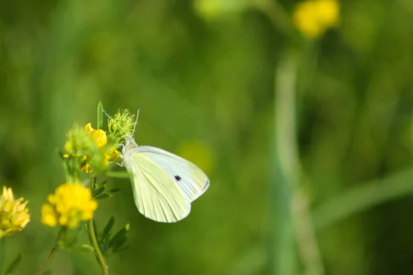 Papillon Blanc Chou Sur Faucille Medick Fleur Vue Rapprochée — Photo