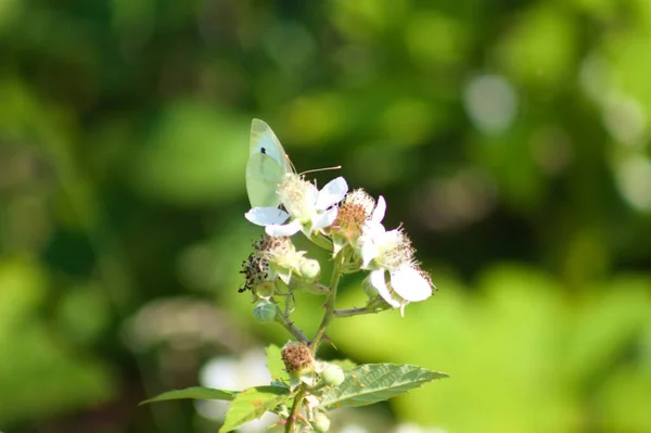 Weißer Schmetterling Auf Ulmenblatt Brombeere Blüte Nahaufnahme Mit Selektivem Fokus — Stockfoto
