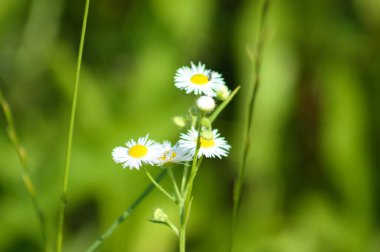 Çiçek açan çayır bitleri, seçici odak arkaplanı ile yakın plan görüntüsü