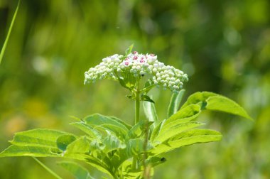 Çiçek açan cüce yaşlı çiçek seçici bir odak ile yakın plan görüntüsü