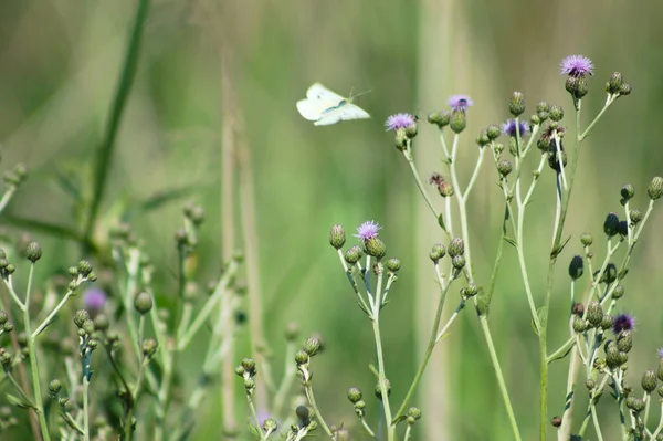 Chardon Rampant Fleur Vue Rapprochée Avec Papillon Flou Arrière Plan — Photo