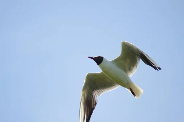 Hitam Berkepala Burung Camar Terbang Langit Biru Close — Stok Foto