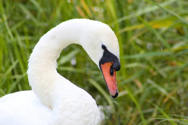 Visão Lateral Cabeça Cisne Vista Close Com Foco Primeiro Plano — Fotografia de Stock