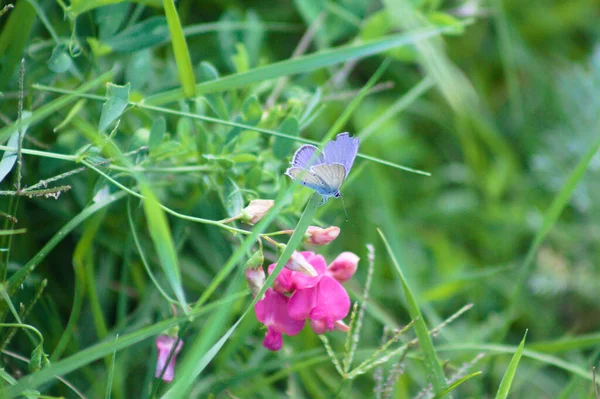 Papillon Bleu Sur Pois Tubéreux Fleur Vue Rapprochée Avec Mise — Photo