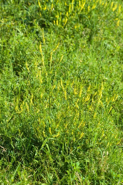 Trèfle Jaune Doux Fleur Vue Paysage Celui — Photo