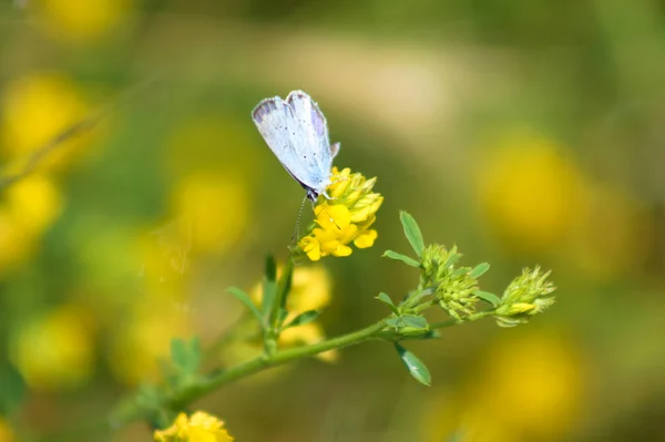 Papillon Sur Faucille Medick Fleur Gros Plan Avec Mise Point — Photo