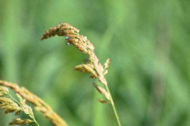 Su damlalarıyla birlikte kadife tohumları yakın çekim görüntüsü
