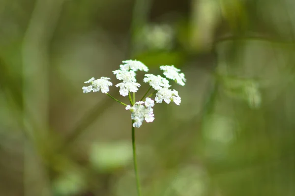 Spreading Hedgeparsley Inflorescence Close Focus Foreground — Stock Photo, Image
