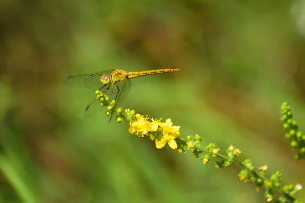 蜻蜓在开花特写视野中的常见农妇 — 图库照片