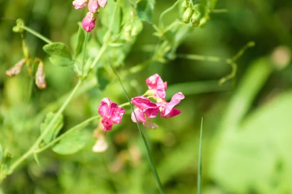 Tuberous Pea Bloom Close View Focus Foreground — Stock Photo, Image