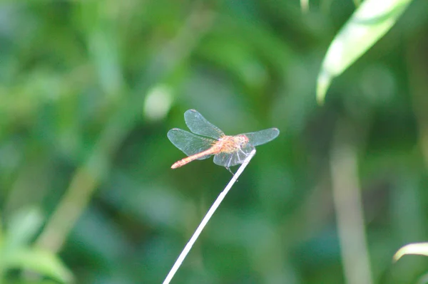 Libellula Rimanere Una Pianta Vista Vicino Con Messa Fuoco Primo — Foto Stock