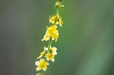 Yeşil bulanık arkaplan ile çiçeklenme yakın görüntüsünde yaygın tarım