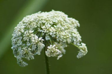 Yeşil bulanık arka plan görünümlü yabani havuç kızılötesi yakın çekim
