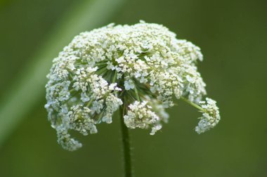 Yeşil bulanık arkaplanlı, yakın plan çiçekli vahşi havuç.
