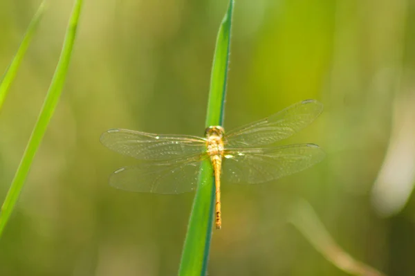 绿色植物上的黄蜻蜓近景 — 图库照片