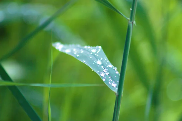 Zen Leaf Water Drops Close View Foreground Focus — Stock Photo, Image