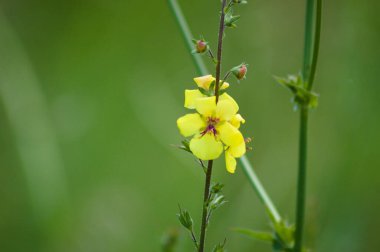 Çiçek açan güve yakın plan görünümü ile seçici ön plan odaklı
