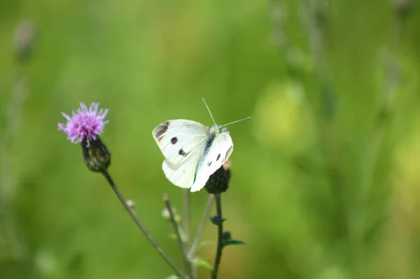 Λευκή Πεταλούδα Στην Υφέρπουσα Γαϊδουράγκαθο Άνθιση Close Άποψη Επιλεκτική Εστίαση — Φωτογραφία Αρχείου